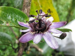 Passiflora andreana