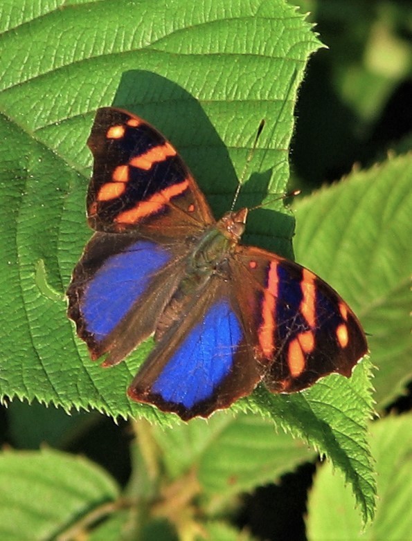 Epiphile orea