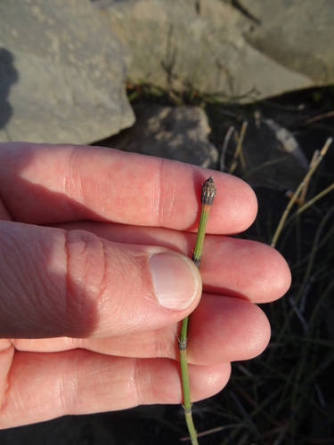 prasličkovka pestrá (Equisetum variegatum)