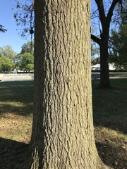 Quercus rubra