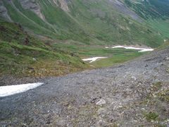 Ursus arctos beringianus