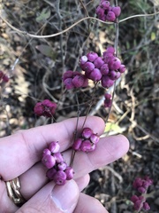 Symphoricarpos orbiculatus