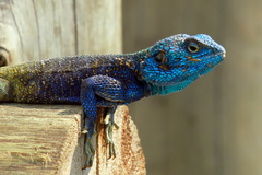 Acanthocercus ugandaensis