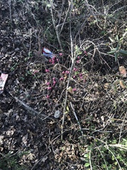 Symphoricarpos orbiculatus