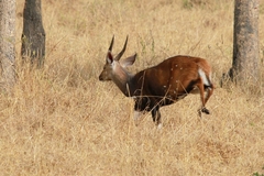 Tragelaphus scriptus bor