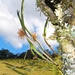 Octomeria praestans - Photo (c) Mariana Amado Costa,  זכויות יוצרים חלקיות (CC BY-NC), הועלה על ידי Mariana Amado Costa