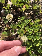 Trifolium repens