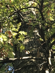 Quercus rubra
