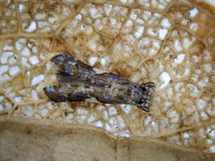 Habrophila compseuta