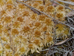Sphagnum cristatum