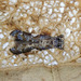 Habrophila compseuta - Photo (c) dr_robert,  זכויות יוצרים חלקיות (CC BY), הועלה על ידי dr_robert