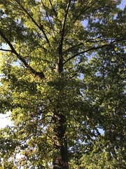 Quercus rubra