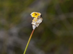 Xyris gracilis