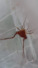 Krateromaspis dilatata