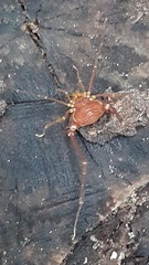 Krateromaspis dilatata