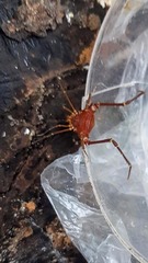 Krateromaspis dilatata