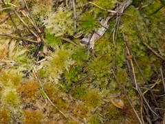 Sphagnum cristatum