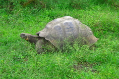 Chelonoidis niger porteri