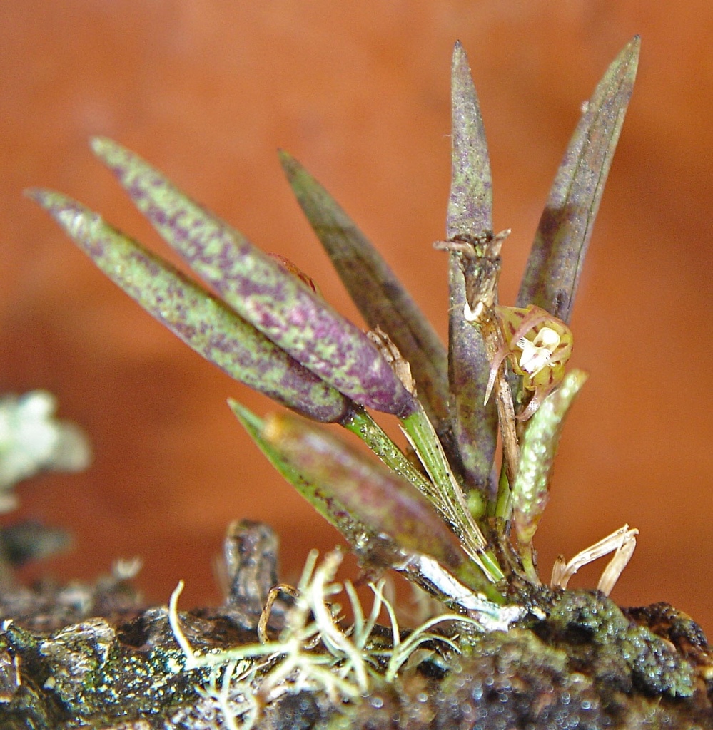 Octomeria lichenicola