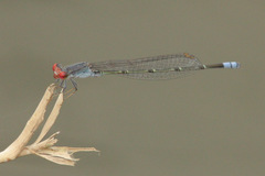 Pseudagrion sublacteum
