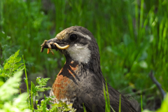 Pteroptochos megapodius
