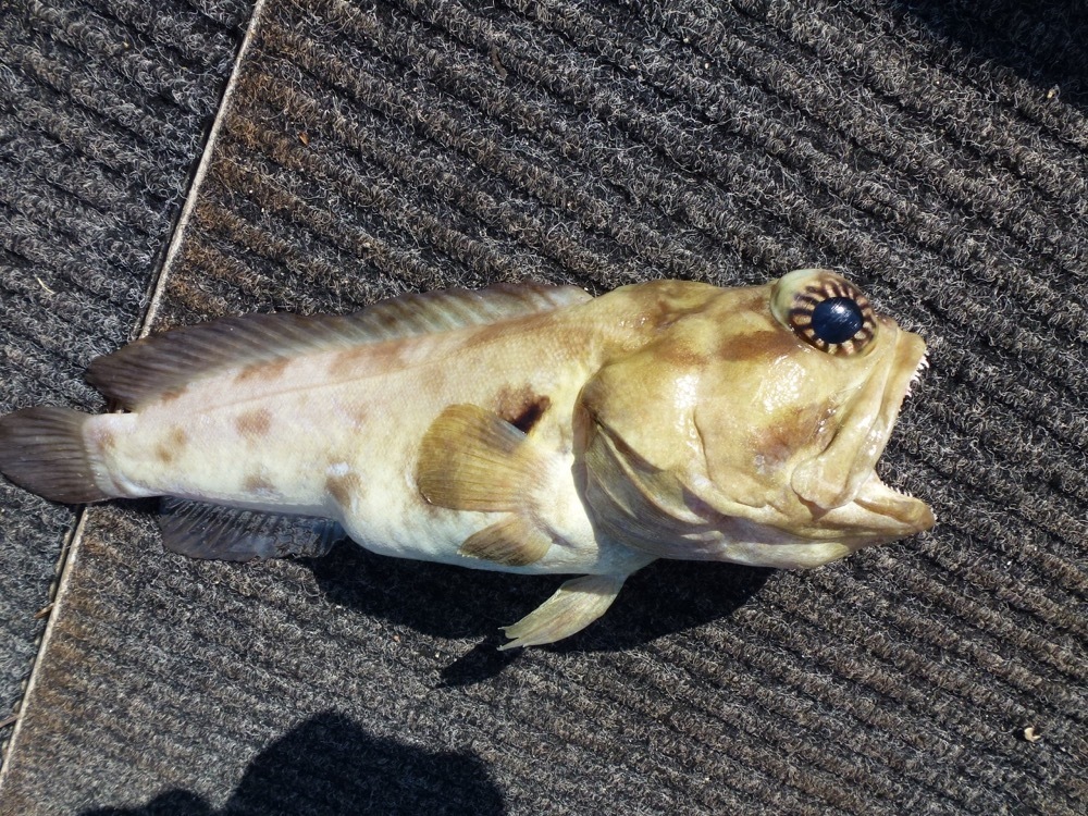 Blotched Jawfish