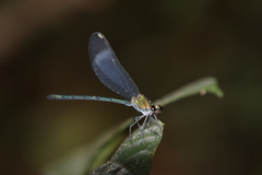 Sapho bicolor