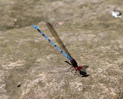 Argia joergenseni