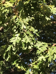 Quercus alba