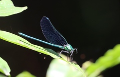 Sapho ciliata