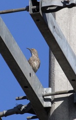 Toxostoma curvirostre