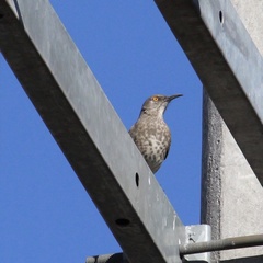 Toxostoma curvirostre