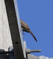 Toxostoma curvirostre