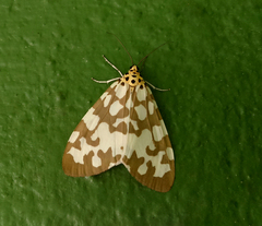 Utetheisa varians