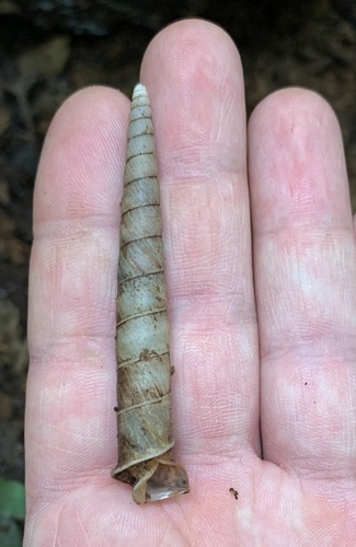 Representative image of Achatinidae