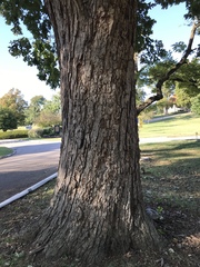 Quercus alba
