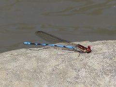 Argia joergenseni