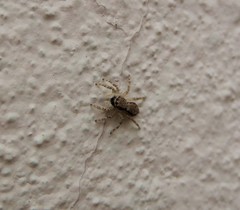 Menemerus bivittatus