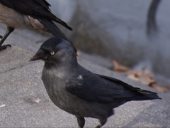 Corvus monedula