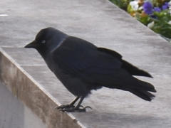 Corvus monedula