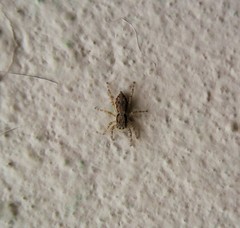 Menemerus bivittatus