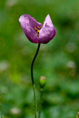 Papaver somniferum