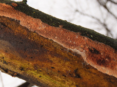 Ceriporia purpurea