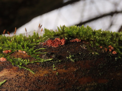 Ceriporia purpurea