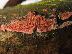 Ceriporia purpurea