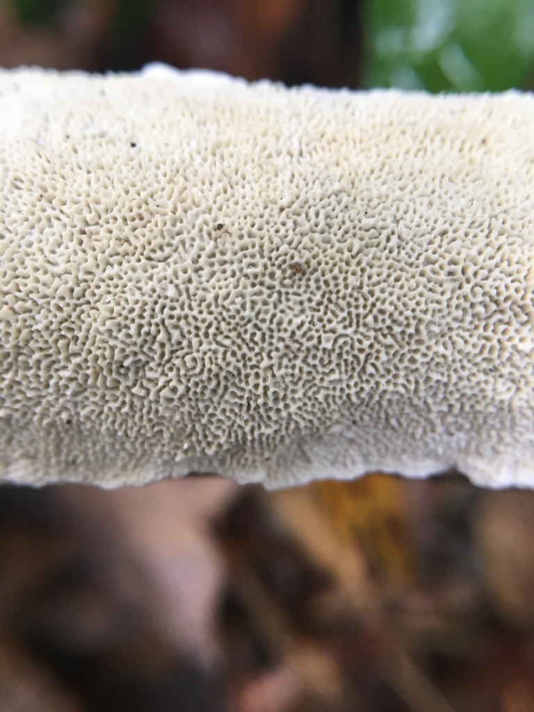 Irpicaceae