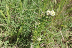 Spermacoce densiflora