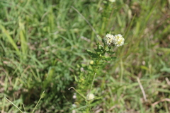 Spermacoce densiflora