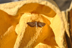Eupithecia intricata