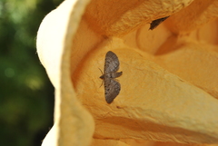 Eupithecia intricata
